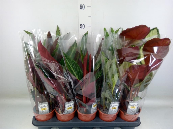 <h4>Calathea ...mix 3</h4>