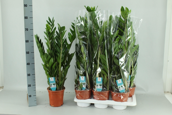 <h4>ZAMIO ZAMIIFOLIA</h4>