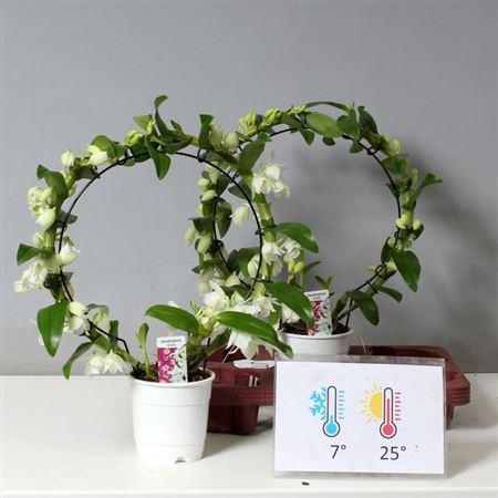 <h4>Dendr N Sc Apollon Bow 2 Branches</h4>