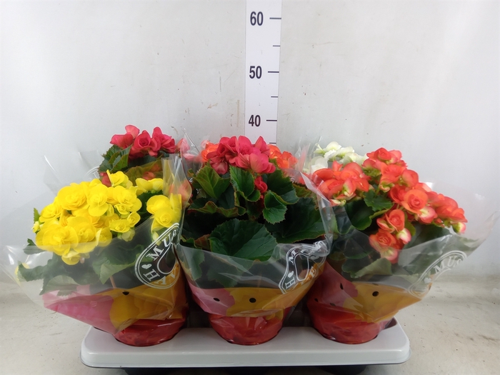<h4>Begonia elat. DU   ...mix</h4>
