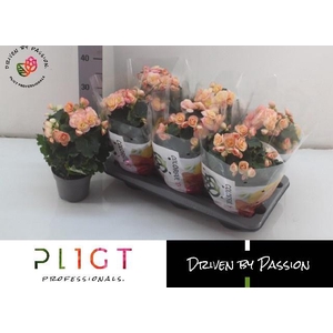 BEG DU HAILEY SUNSET