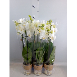 Phalaenopsis multi.   ...white