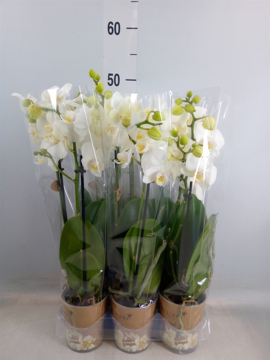 <h4>Phalaenopsis multi.   ...white</h4>