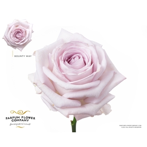 Rosa Premium Bounty Way