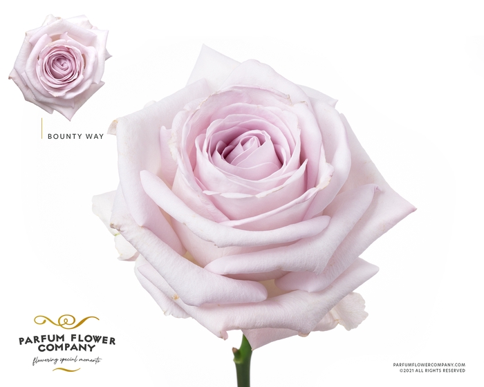 <h4>Rosa Premium Bounty Way</h4>