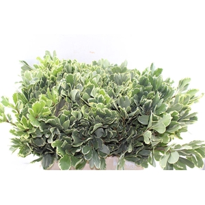 Pittosporum Ilan