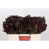 Leucadendron Saf Sunset Dark R.