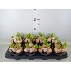 Hyacinthus orie. 'Pearl White'