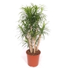 Dracaena Anita