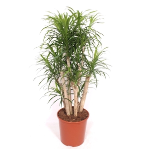 Dracaena Anita