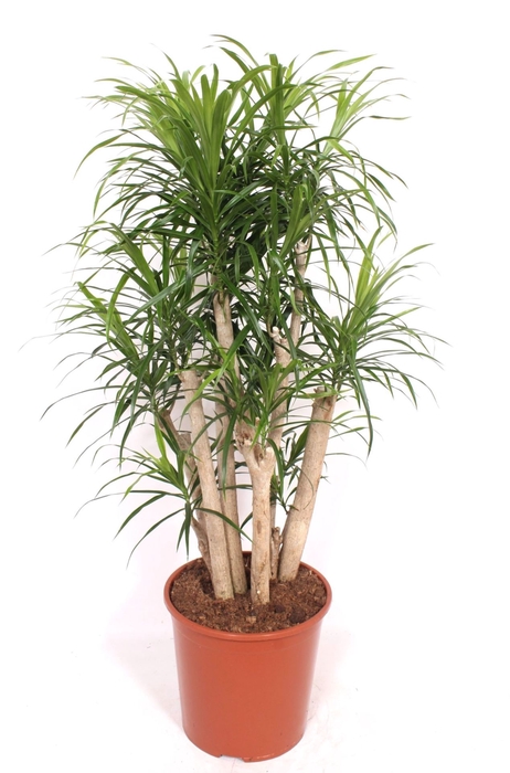 <h4>Dracaena Anita</h4>