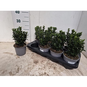 EUONYMUS JA GR SPIRE