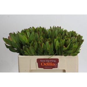 Leucadendron Goldstrike
