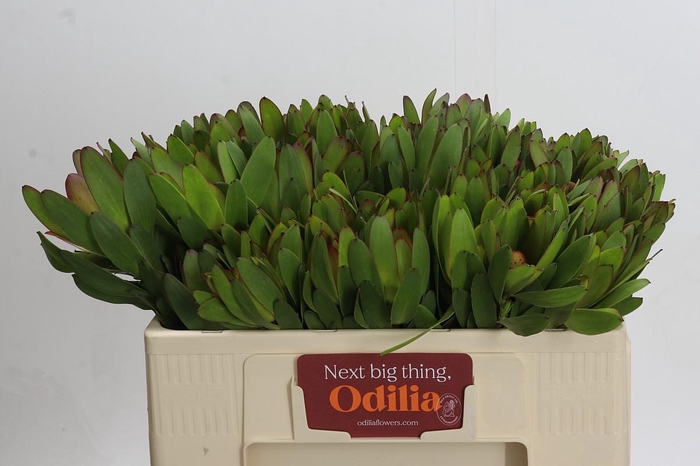 <h4>Leucadendron Goldstrike</h4>