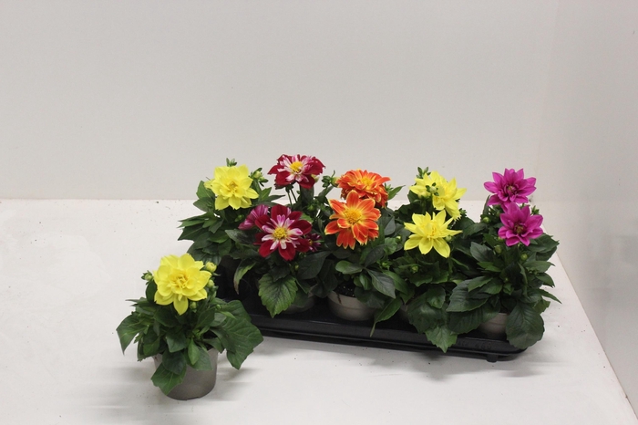 <h4>DAHL L ME GEM</h4>