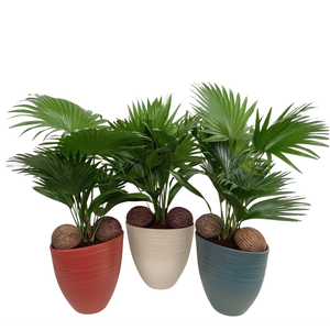 Livistona in Avani Pearl mix kleuren met kadulnoten