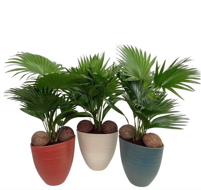 <h4>Livistona in Avani Pearl mix kleuren met kadulnoten</h4>