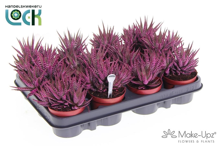 <h4>Haworthia big band Make Upz Roze</h4>