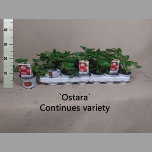 FRAGARIA 'OSTARA'