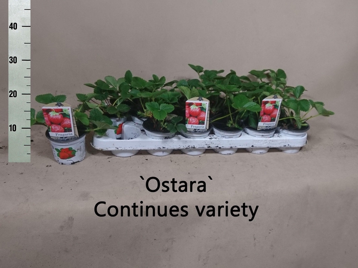 <h4>FRAGARIA 'OSTARA'</h4>