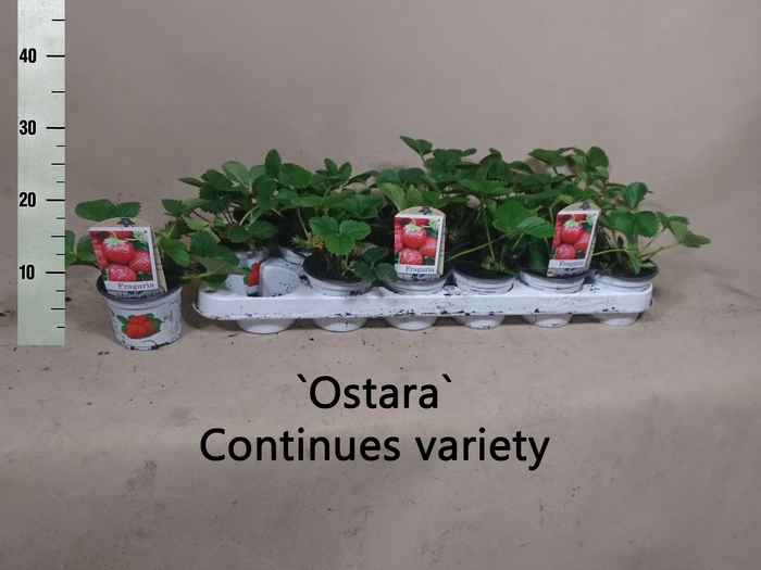 <h4>FRAGARIA 'OSTARA'</h4>