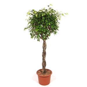 Ficus benjamina 'Exotica'