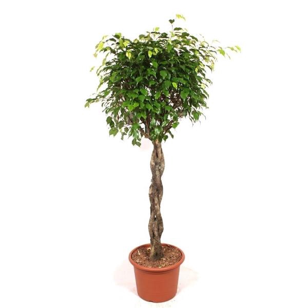 <h4>Ficus benjamina 'Exotica'</h4>