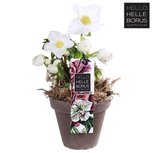 Helleborus niger 'Christmas Carol' P12 (Naked Basalt series)