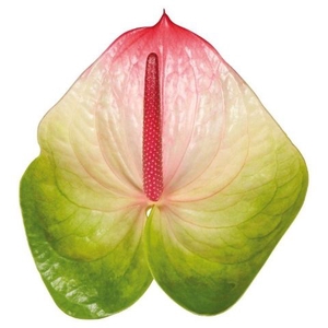 Anth A Zafira 11 cm X40 Spek Flowers