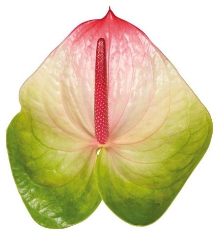 <h4>Anth A Zafira 13 cm X6 Spek Flowers</h4>
