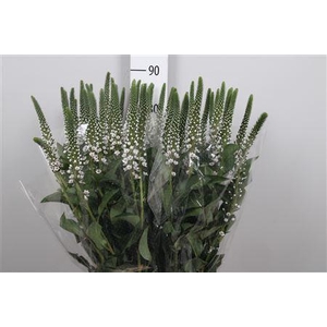 Lysim Clethroides