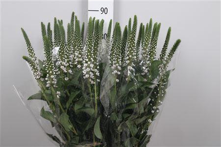 <h4>Lysim Clethroides</h4>