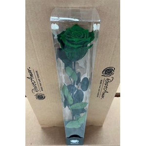 50cm Stem Gre02