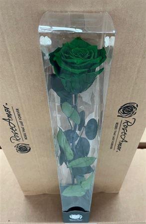 <h4>50cm Stem Gre02</h4>