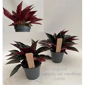 Begonia