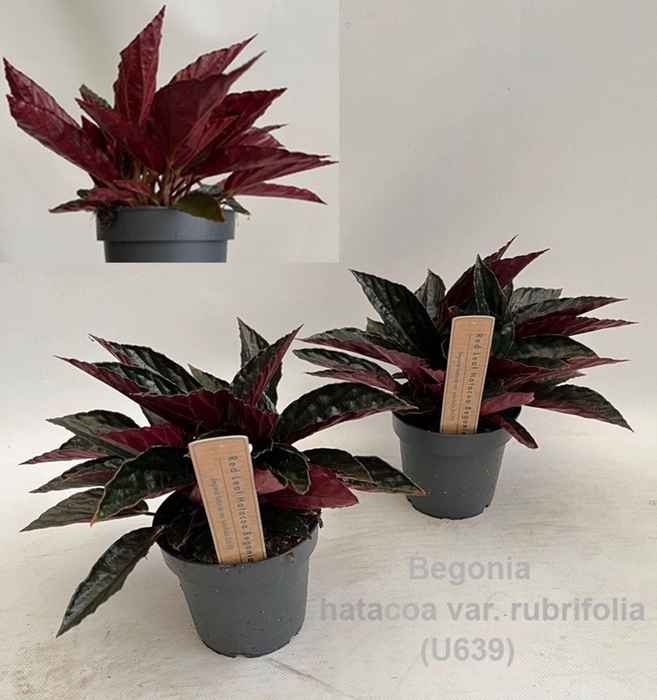 <h4>Begonia</h4>