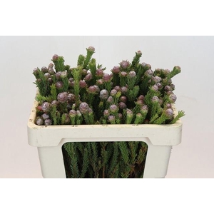 LEUCAD LINIFOLIUM KAAPS