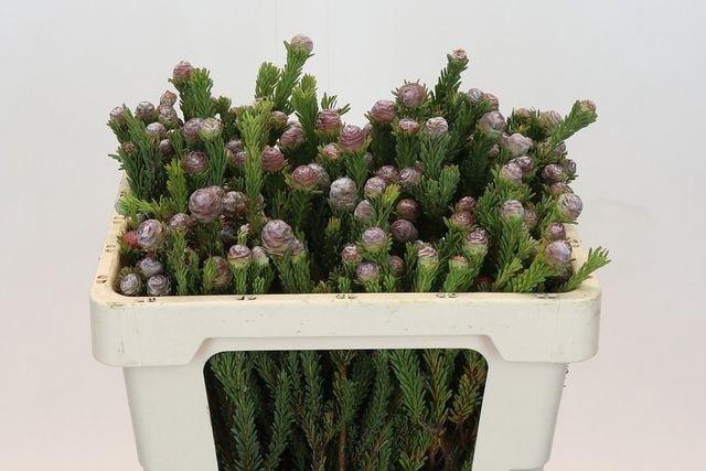 <h4>LEUCAD LINIFOLIUM KAAPS</h4>