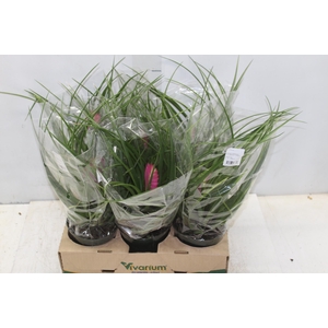 TILLANDSIA CYANEA P12