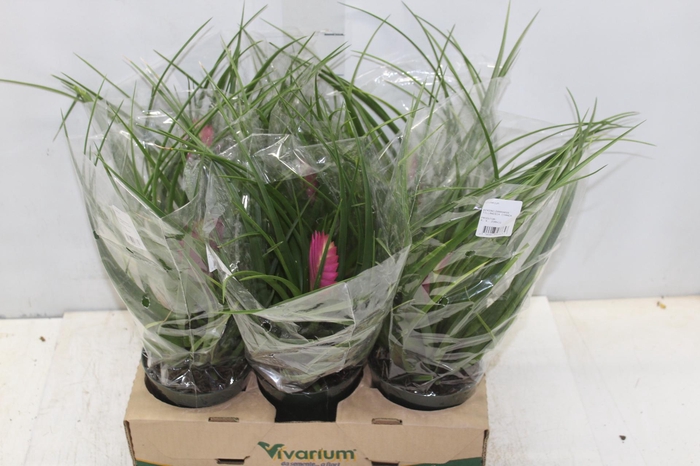 <h4>TILLANDSIA CYANEA P12</h4>