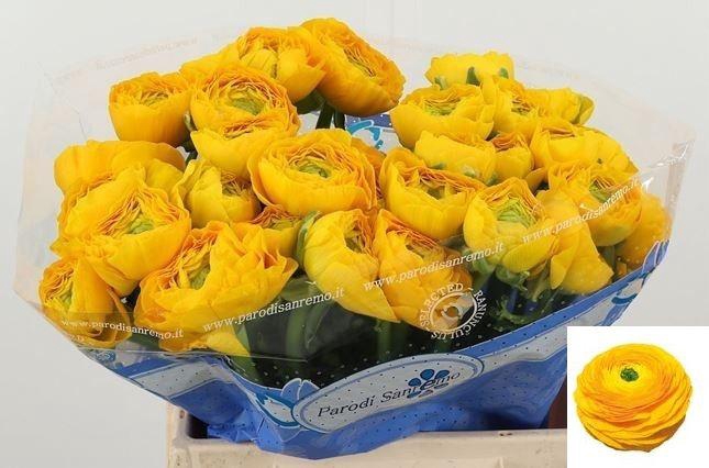 <h4>RAN SU OMEGA</h4>