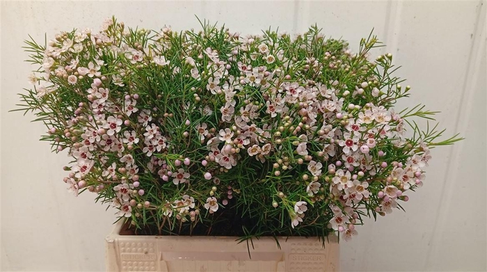 <h4>CHAME UN DORI</h4>