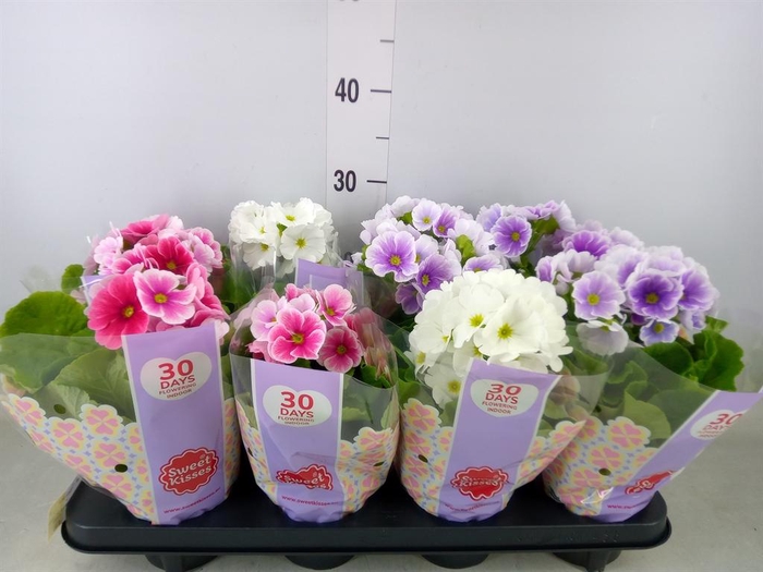 <h4>Primula obcon. 'Touch Me'   ...mix</h4>