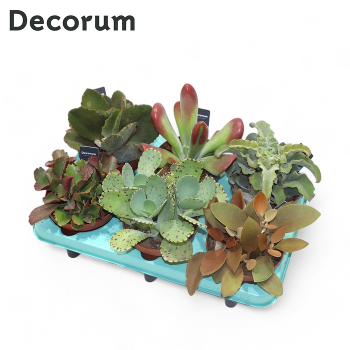 <h4>Kalanchoe Mix Decorum+Steker</h4>