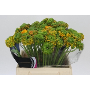 Ranunculus Pon Pon Merlino