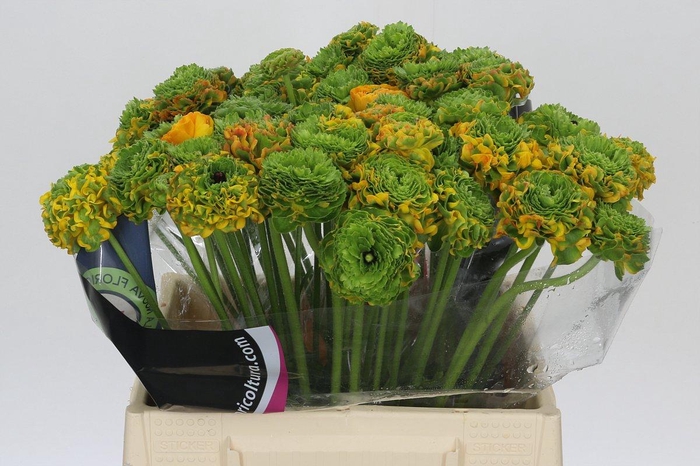 <h4>Ranunculus Pon Pon Merlino</h4>