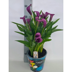 Zantedeschia 19cm potcover Blauw - Paars