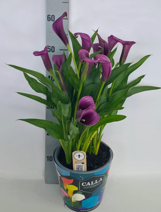 <h4>Zantedeschia 19cm potcover Blauw - Paars</h4>