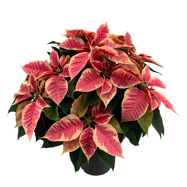 <h4>Euphorbia pulcherrima Christmas Feelings Marble</h4>