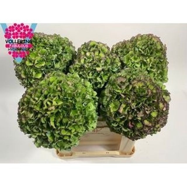 Hydrangea royal pride classic